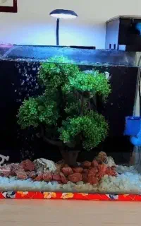 اکواریوم با کلی لوازم نو+اکواریوم دیگ هم هدیه میدم