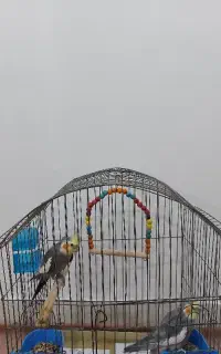 دو عدد عروس هلندی نر سخنگو