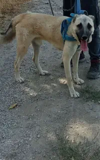 سگ نگهبان