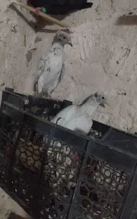 هفت رنگ کاکلی