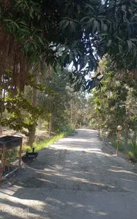 سر بار باغ انبه و لیمو فخراباد