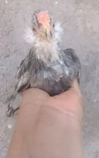 جوجه گلین