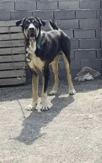 سگ پژدر استثنایی سیزده ماهه