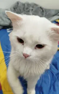 گربه پرشین