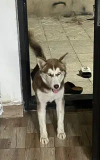 سگ هاسکی