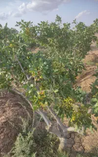 باغ پسته مهرانکوشک