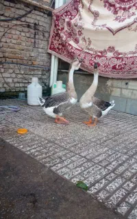 قوغاز نر وماده
