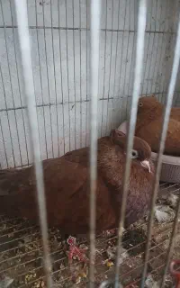کبوتر سرخ و دو کت و دمی و ساده