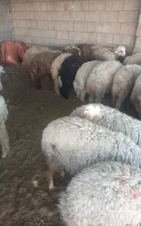 بره نر