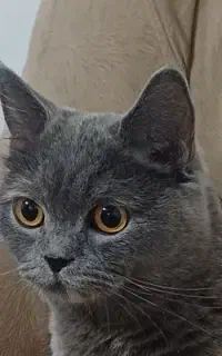 بریتیش ماده برای جفت گیری