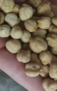 نخود