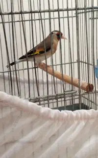 سهره ماده آماده