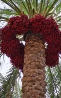 ۵۰ عدد خوشه خرما