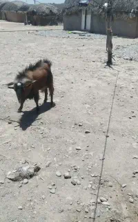 نری