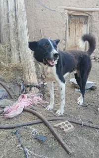 سگ معمولی