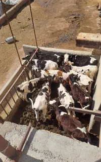 کارگرگاوداری