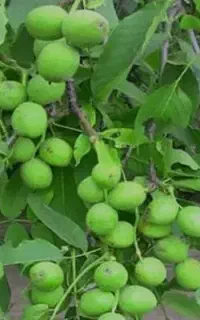 فروش نهال های گردو ژن و‌تیپ چهار ساله گلدانی سبز
