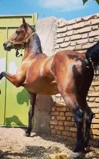 اسب