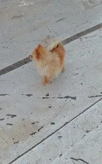 پامر ماده فروشی