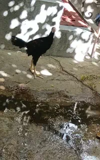 جوجه خروس لاری اصل