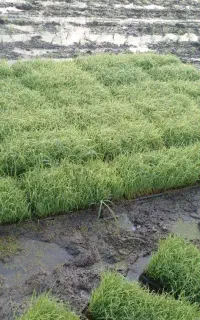 نشای باکسی هاشمی وطارم