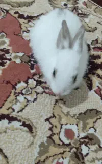 خرگوش سفید