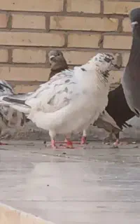 کفتر گمشده گم کردم