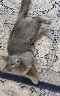 گربه ماده یک ساله