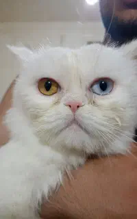 گربه اسکاتیش