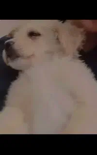 سگ پامر روباهی