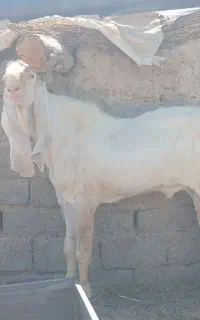 تکه گلابی اصل جنس