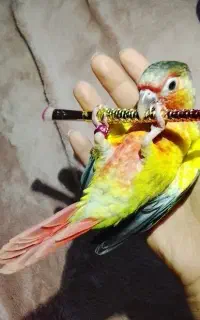 طوطی گرینچیک باهال
