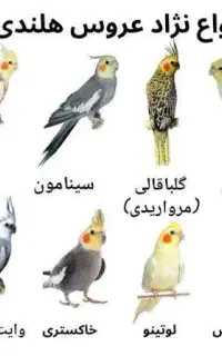 عروس هلندی پیدا شده