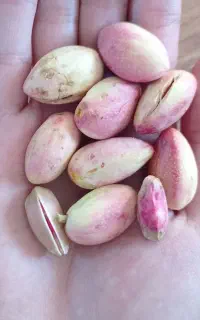 پسته تر درشت