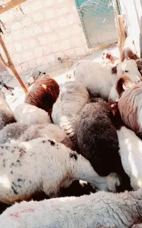 گوسفند بره