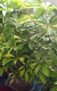 شفلرا ابلق پرپر