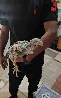 جوجه لاری یک تا پنج ماه