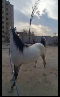 اسب  مخرم