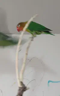 تعدادی طوطی کوتوله جفت