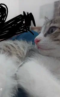 گربه