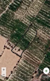 محصول باغ انگور