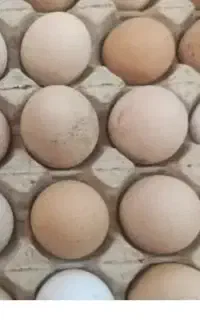 تخم مرغ محلی