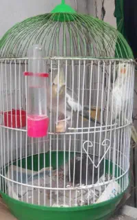 عروس نر و ماده جوان