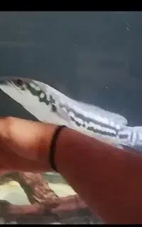 ماهی سرماری