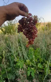 انگور قرمز&زرد بدون هسته