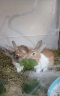 یک جفت خرگوش ۹۰۰ت