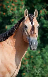 آموزش سوارکاری