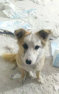سگ پامر