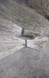 جارو دستی