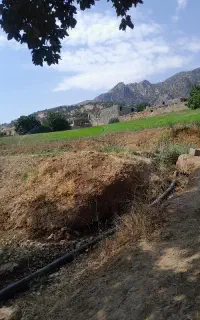 یونجه